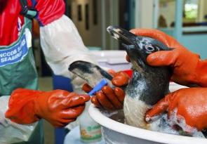 Pinguine pflegen